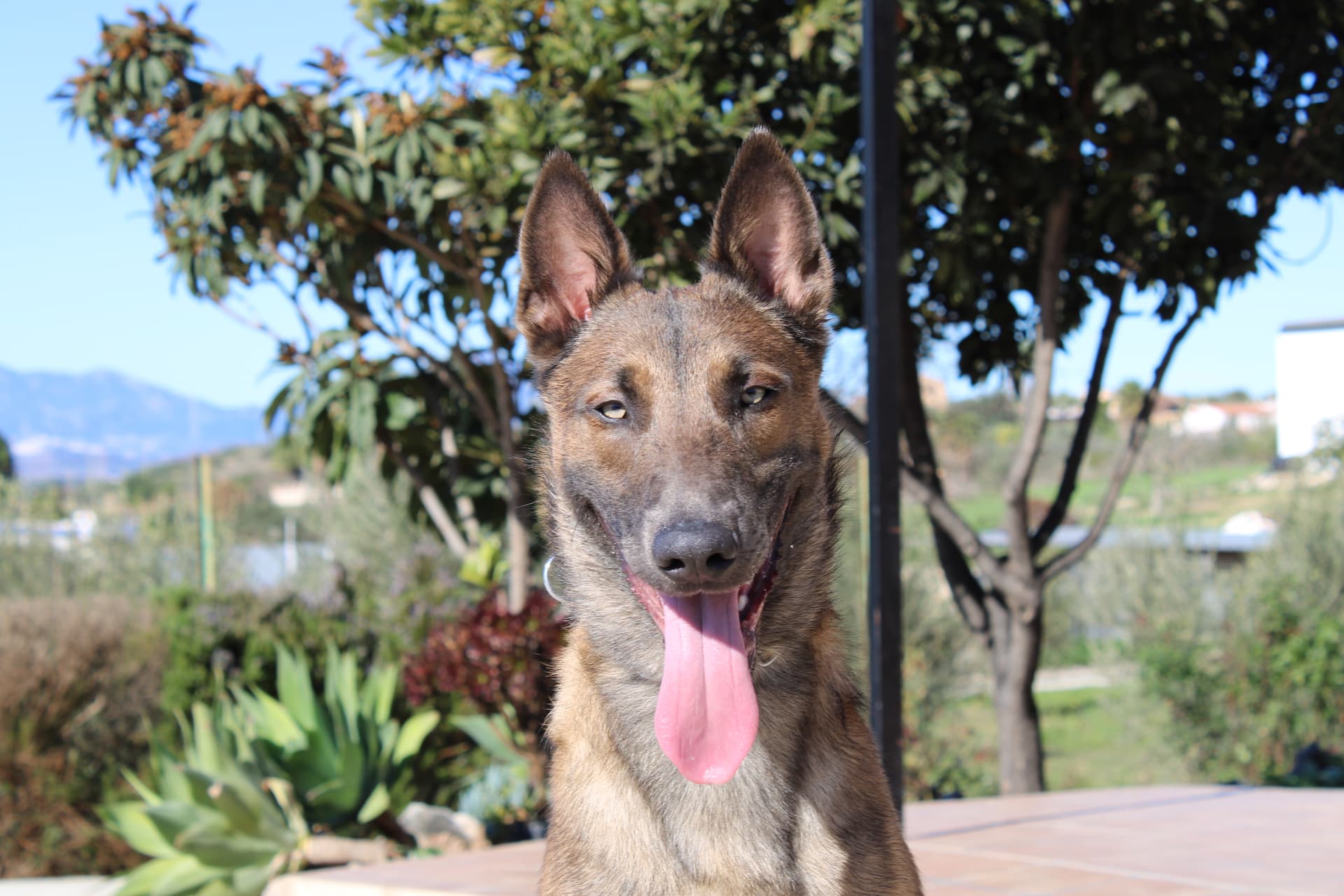 Residencia canina y adiestramiento profesional en Málaga Residencia canina y adiestramiento profesional en Málaga